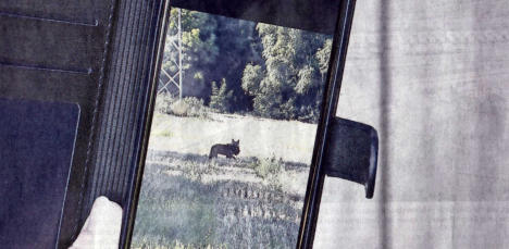 In Tschernitz hat der Wolf jetzt mehrfach zugeschlagen. Ein Nachbar hat den R�uber bei frischer Tat am heller lichten Tag 8.00 Ortszeit unmittelbar nach sein H�hner von Gefl�gelz�chter Ingbert Jurk mit der Handykamera aufgenommen.