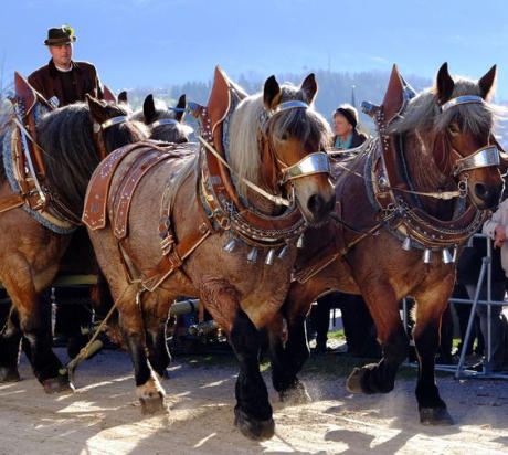 Die Tlzer Leonhardifahrt ist eine Pferdewallfahrt, die zu Ehren des Heiligen Leonhard von Limoges, dem Schutzpatron aller Nutztiere, veranstaltet wird und jhrlich tausende Besucher anzieht.