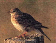 Es gibt zu den Auswirkungen des D�rrejahres 2018 keine speziellen Untersuchungen. Aber als ehemalige Steppenart hat es der Feldlerche sicher nicht geschadet.� Konkrete Zahlen gebe es nicht. Der Vogel des Jahres 2019 werde nicht in speziellen Programmen er