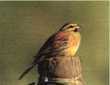 Die Zaunammer ist eine w�rmeliebende Art, deren Hauptverbreitungsgebiet auf die S�dwestpal�arktis beschr�nkt ist. Im n�rdlichen Bereich des Areals haben Klimaschwankungen betr�chtliche Auswirkungen auf die Verbreitung und den Bestand. 