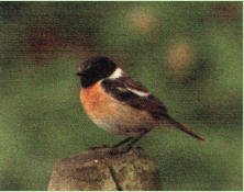 Verluste von Eiern und Jungen gehen vor allem auf Bodenfeinde zur�ck. Katzen, Hunde, Wiesel, Igel, M�use und Ratten sind die h�ufigsten Predatoren, Flugfeinde kommen weniger in Frage. Auch kalte Regenperioden wirken sich negativ aus.