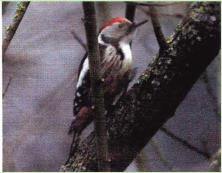 Der Mittelspecht ist eine jener Arten, deren Anspr�che mit dem naturnahen Waldbau allein nicht gen�gend gedeckt werden k�nnen. Als notwendige Erg�nzung zu den �brigen Naturschutzinstrumenten ist der Mittelspecht auf ein Artenf�rderungsprogramm angewiesen.