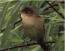Die Geschlechtsreife tritt nach einem Jahr ein. Die Hauptbrutzeit ist Mai bis Juli. Das aus Gr�sern und Schilfrohr geflochtene Nest ist meistens im Schutz von R�hrichtbest�nden zwischen drei bis vier Schilfhalmen �ber dem Wasser befestigt. Das Weibchen le